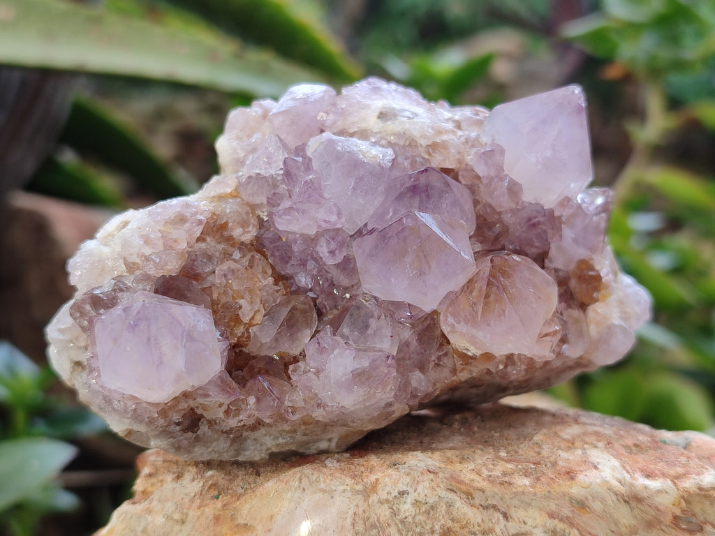 Natural Amethyst Spirit Quartz Clusters x 6 From Boekenhouthoek, South Africa - Toprock Gemstones and Minerals 