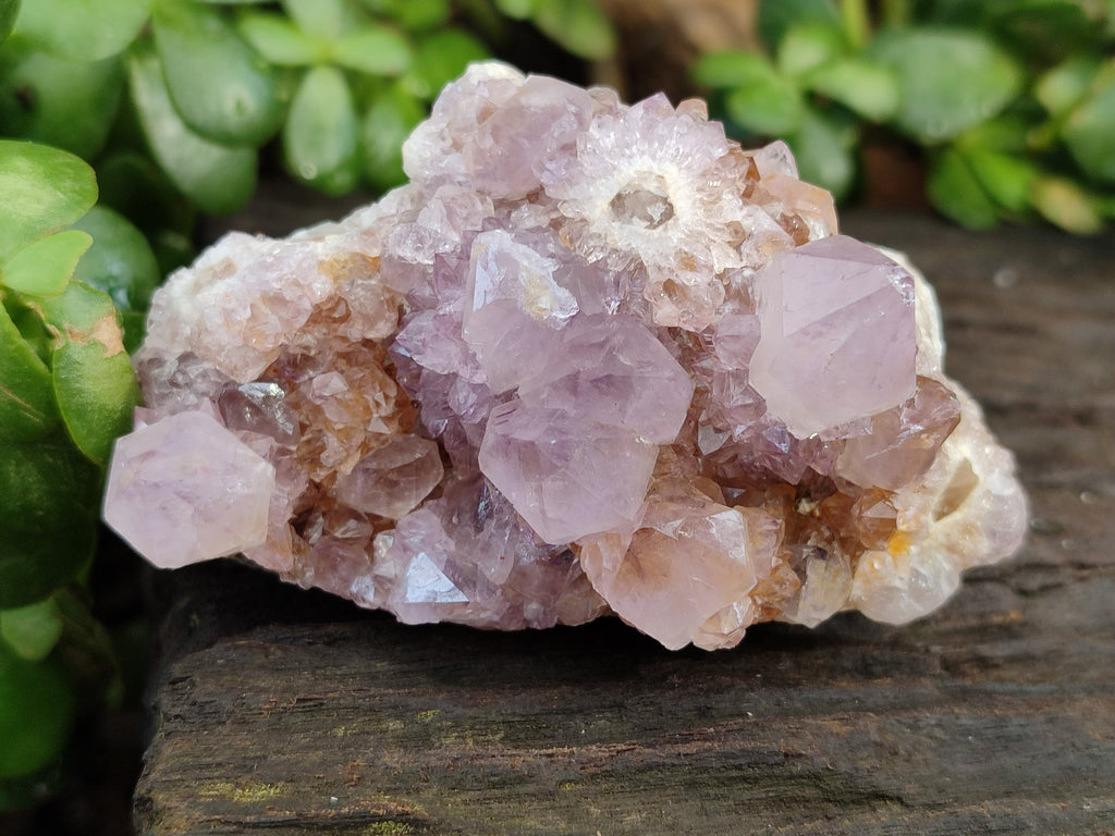 Natural Amethyst Spirit Quartz Clusters x 6 From Boekenhouthoek, South Africa - Toprock Gemstones and Minerals 