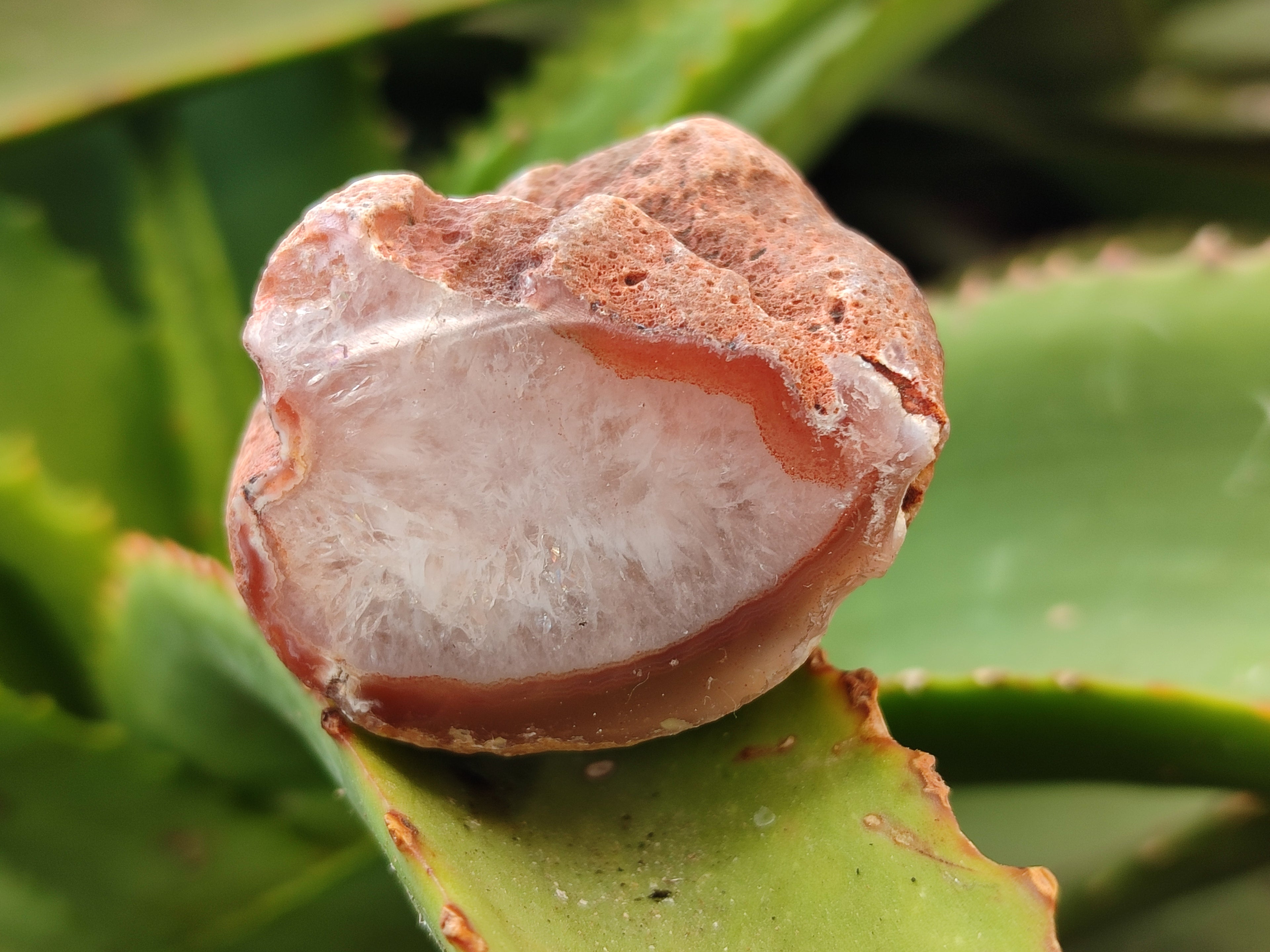 Polished On One Side Red Sashe River Agate Nodules x 24 From Zimbabwe - Toprock Gemstones and Minerals 