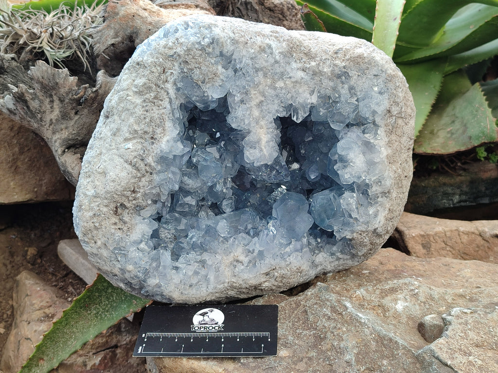 Natural Large Celestite Geode Specimen x 1 From Sakoany, Madagascar - Toprock Gemstones and Minerals 
