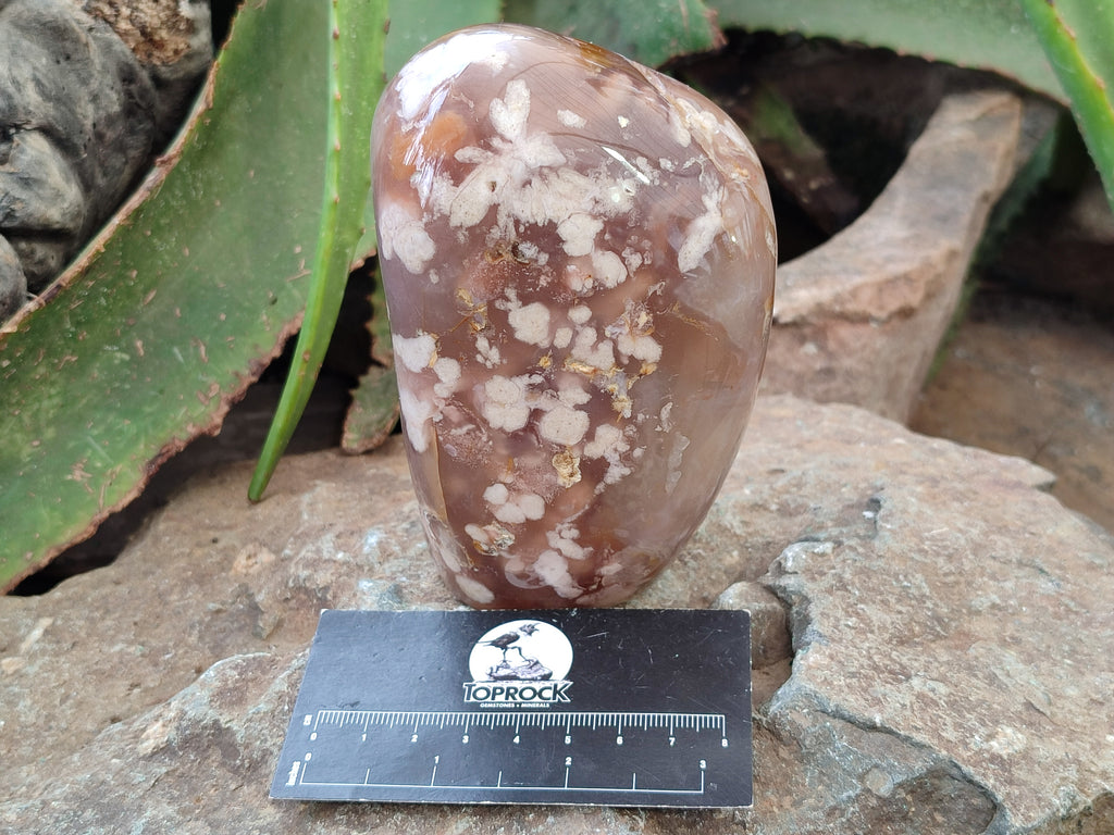 Polished Fossil Flower Agate Standing Free Forms x 3 From Antsahalova, Madagascar - Toprock Gemstones and Minerals 
