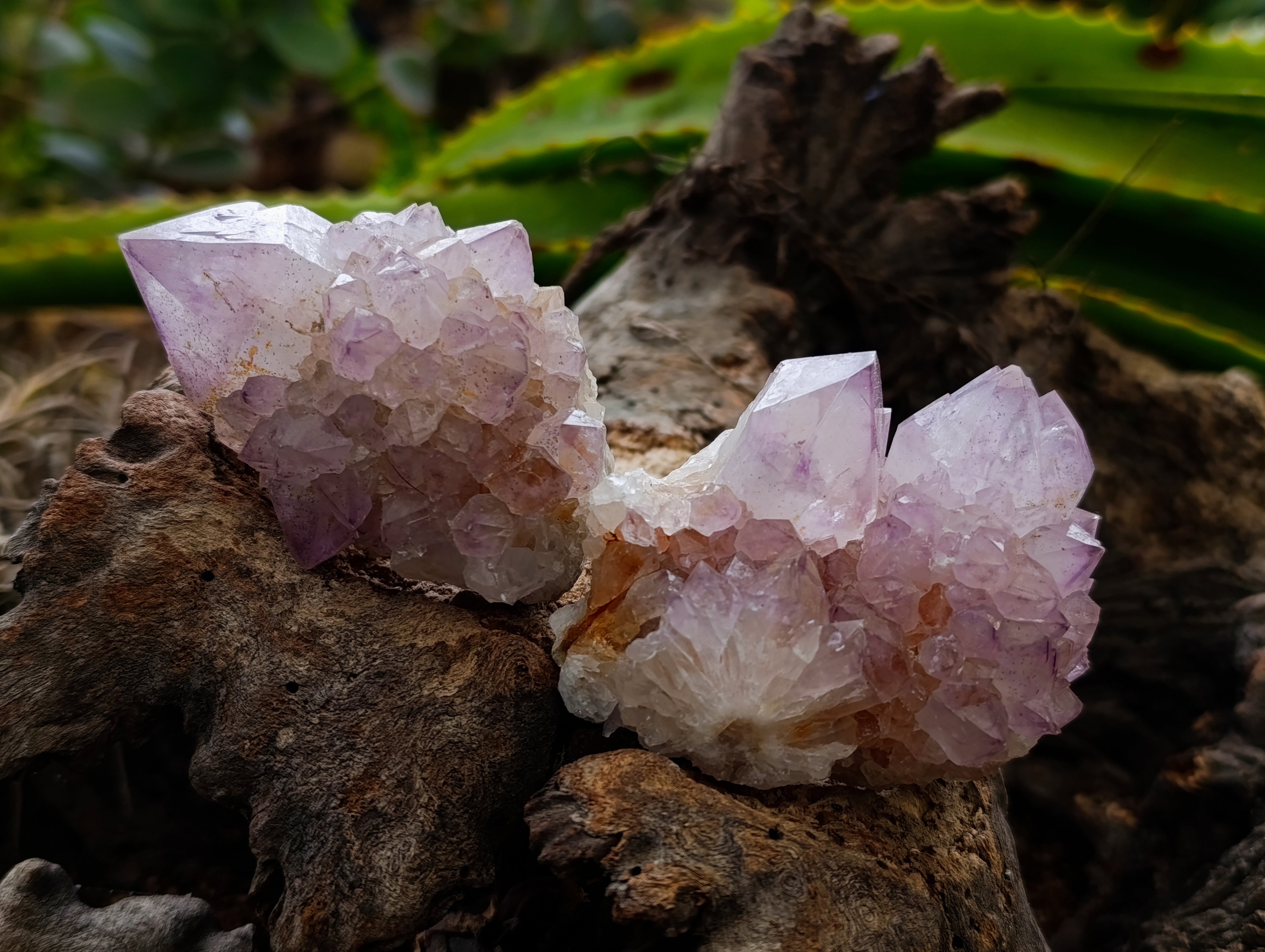 Natural Amethyst Spirit Quartz Clusters x 12 From Boekenhouthoek, South Africa - Toprock Gemstones and Minerals 