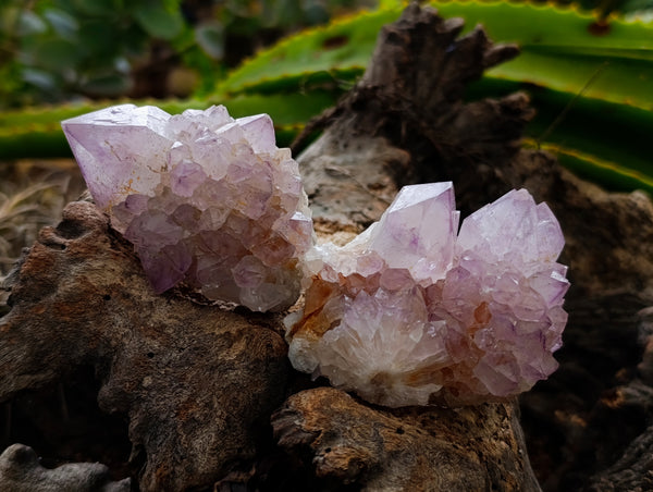Natural Amethyst Spirit Quartz Clusters x 12 From Boekenhouthoek, South Africa