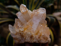 Natural Multi Terminated Quartz Crystal Clusters x 12 From Madagascar