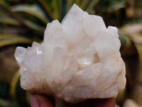 Natural Multi Terminated Quartz Crystal Clusters x 12 From Madagascar