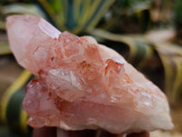 Natural Multi Terminated Quartz Crystal Clusters x 12 From Madagascar