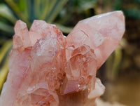 Natural Multi Terminated Quartz Crystal Clusters x 12 From Madagascar