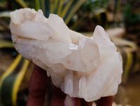 Natural Multi Terminated Quartz Crystal Clusters x 12 From Madagascar