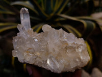 Natural Multi Terminated Quartz Crystal Clusters x 12 From Madagascar