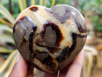 Polished Septerye Hearts x 6 From Mahajanga, Madagascar