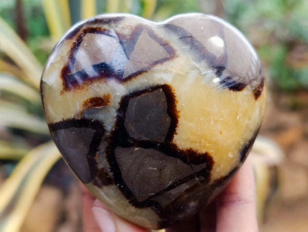 Polished Septerye Hearts x 6 From Mahajanga, Madagascar