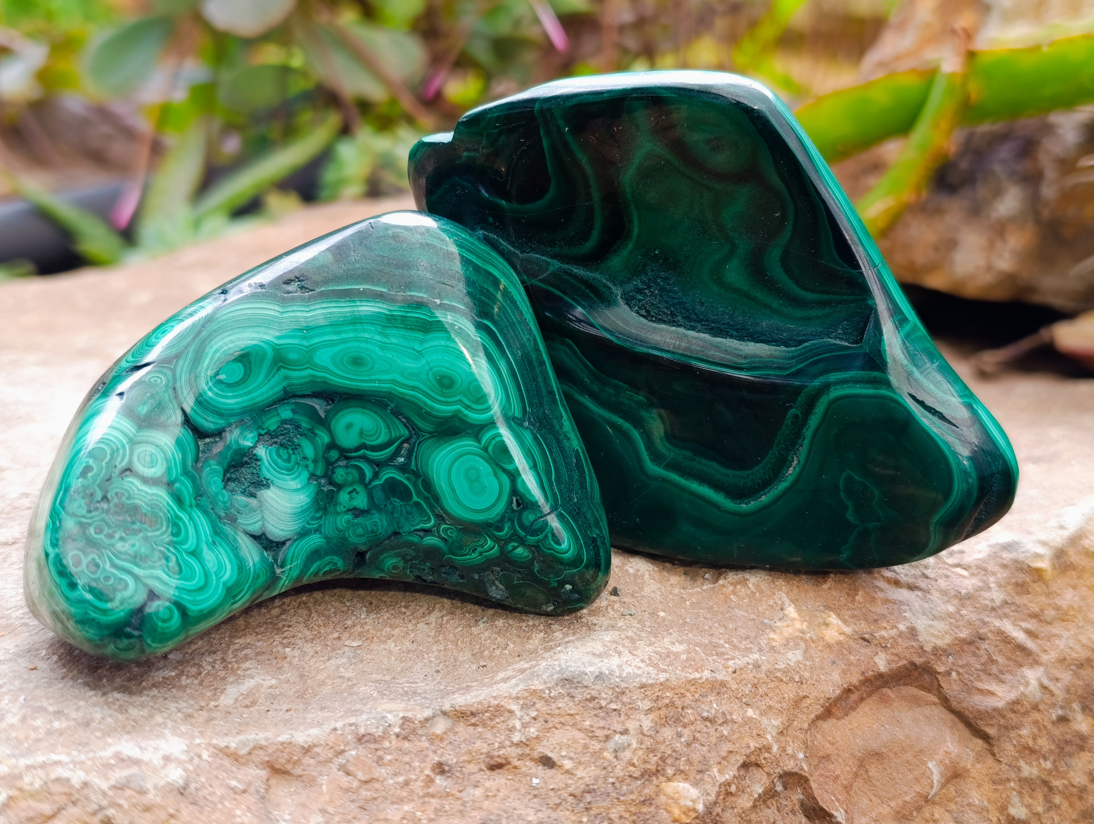 Polished Flower Banded Malachite Free Forms x 6 From Congo - Toprock Gemstones and Minerals 