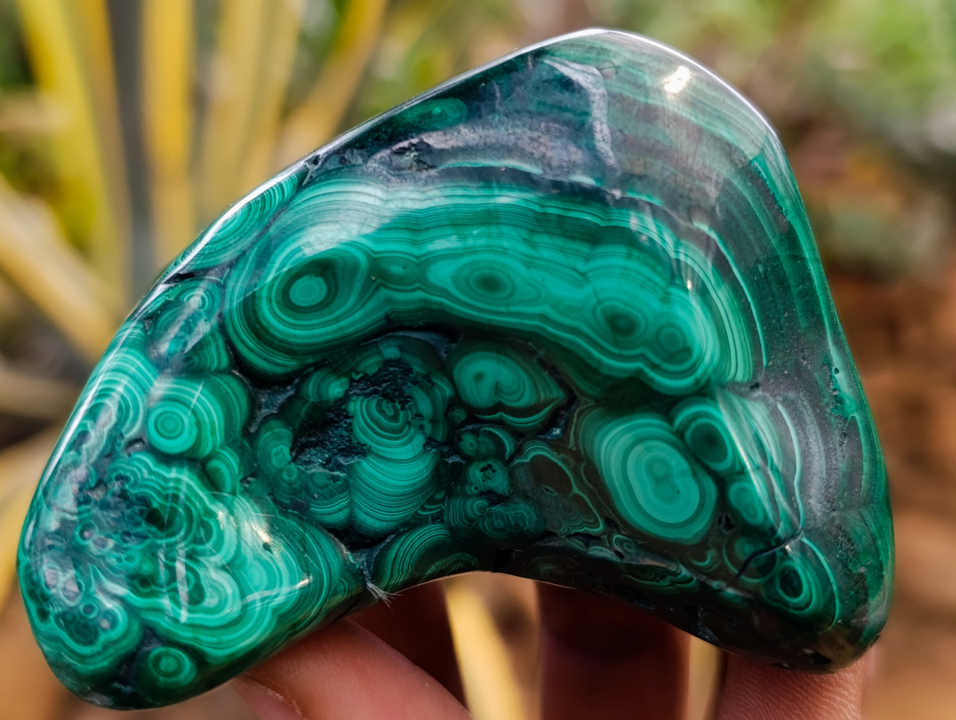 Polished Flower Banded Malachite Free Forms x 6 From Congo - Toprock Gemstones and Minerals 