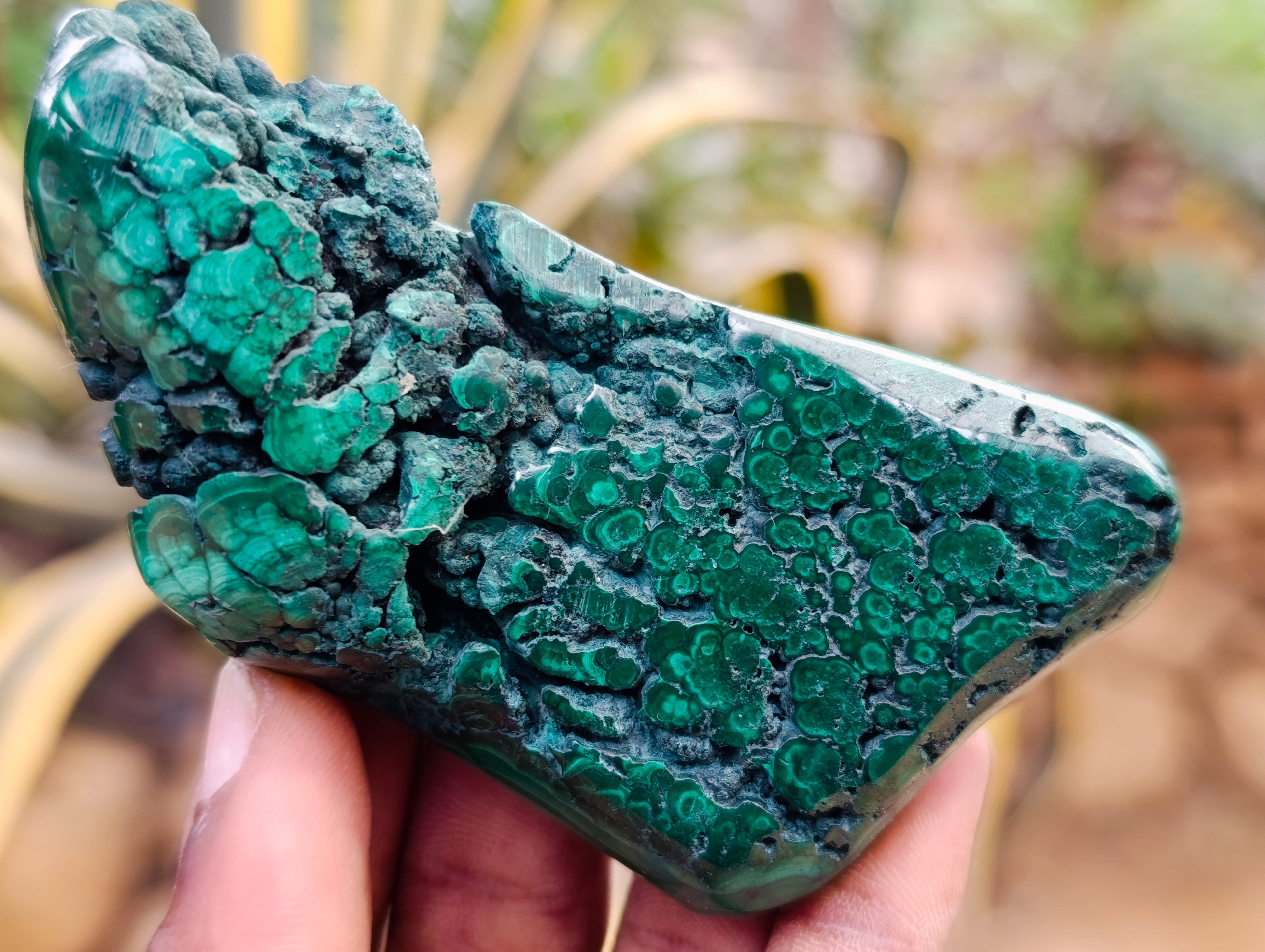 Polished Flower Banded Malachite Free Forms x 6 From Congo - Toprock Gemstones and Minerals 