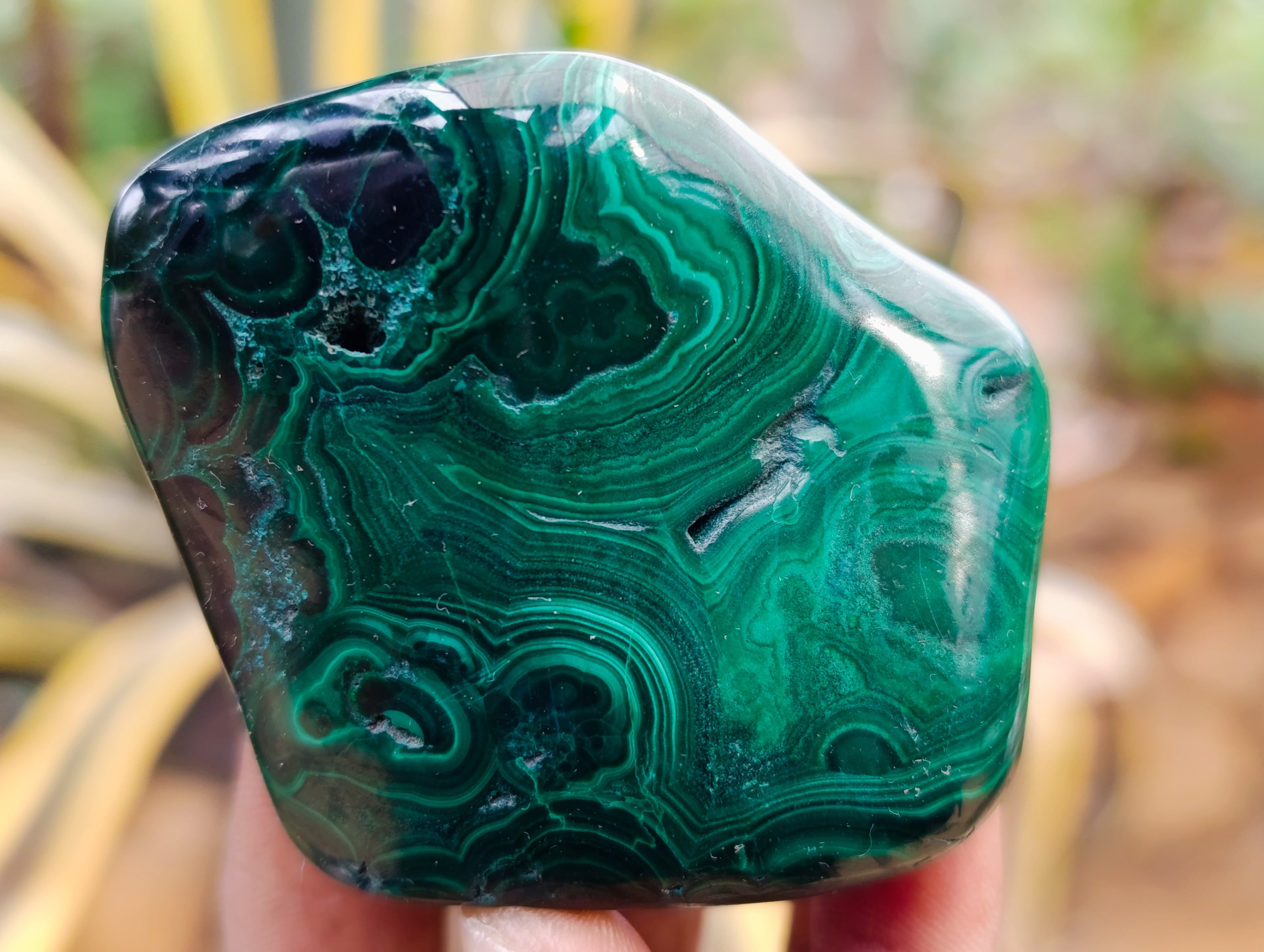 Polished Flower Banded Malachite Free Forms x 6 From Congo - Toprock Gemstones and Minerals 