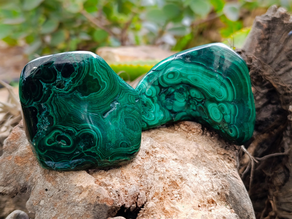 Polished Flower Banded Malachite Free Forms x 6 From Congo - Toprock Gemstones and Minerals 