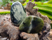 Polished Leopard Stone Free Forms x 12 From Nyanga, Zimbabwe