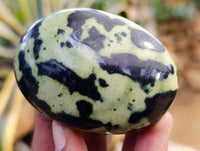 Polished Leopard Stone Free Forms x 12 From Nyanga, Zimbabwe