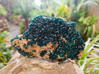 Natural Dioptase Cabinet Specimens x 2 From Likasi, Congo