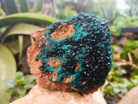 Natural Dioptase Cabinet Specimens x 2 From Likasi, Congo