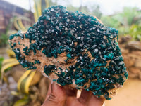 Natural Dioptase Cabinet Specimens x 2 From Likasi, Congo