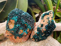 Natural Dioptase Cabinet Specimens x 2 From Likasi, Congo