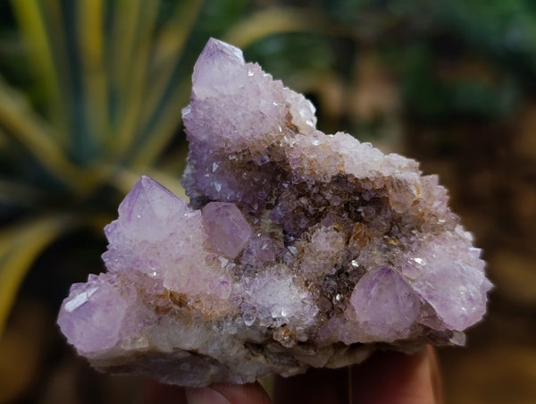 Natural Amethyst Spirit Quartz Clusters x 12 From Boekenhouthoek, South Africa
