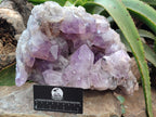 Natural Large Jacaranda Amethyst Quartz Cluster x 1 From Mumbwa, Zambia - Toprock Gemstones and Minerals 