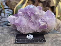 Natural Jacaranda Amethyst Quartz Clusters x 2 From Mumbwa, Zambia