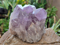 Natural Jacaranda Amethyst Quartz Clusters x 2 From Mumbwa, Zambia