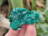 Natural Dioptase Specimens x 6 From Likasi, Congo
