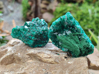Natural Dioptase Specimens x 6 From Likasi, Congo