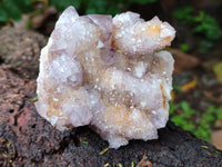Natural Ametrine Spirit Quartz Clusters x 4 From Boekenhouthoek, South Africa - Toprock Gemstones and Minerals 