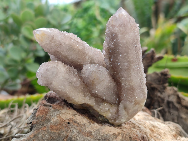 Natural Ametrine Spirit Quartz Clusters x 4 From Boekenhouthoek, South Africa