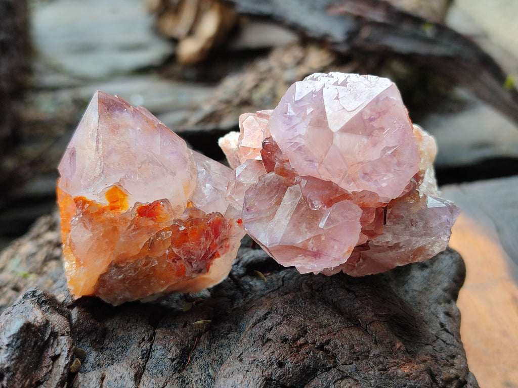 Natural Ametrine Spirit Quartz Crystals x 20 From Boekenhouthoek, South Africa - Toprock Gemstones and Minerals 