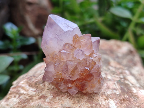 Natural Ametrine Spirit Quartz Crystals x 20 From Boekenhouthoek, South Africa