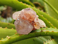 Natural Ametrine Spirit Quartz Crystals x 20 From Boekenhouthoek, South Africa