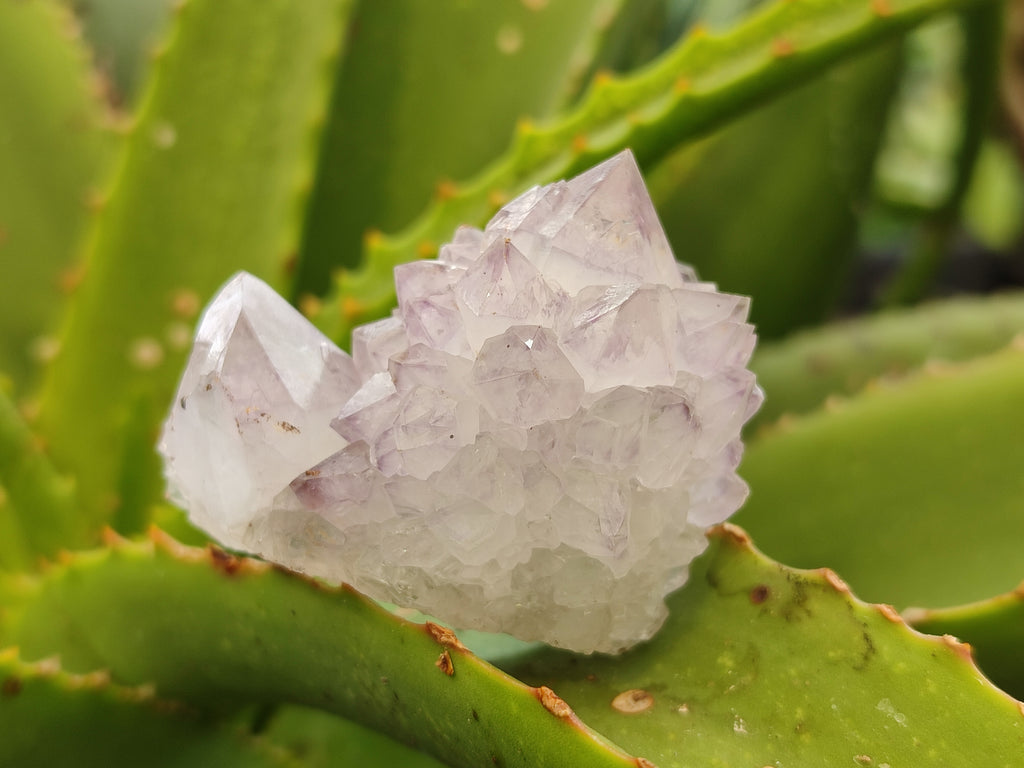 Natural Ametrine Spirit Quartz Crystals x 20 From Boekenhouthoek, South Africa - Toprock Gemstones and Minerals 