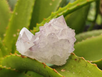 Natural Ametrine Spirit Quartz Crystals x 20 From Boekenhouthoek, South Africa