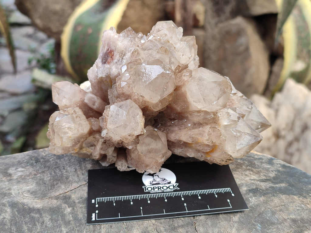 Natural Smokey Phantom Quartz Clusters x 2 From Luena, Congo - Toprock Gemstones and Minerals 