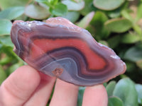 Polished On One Side Red Sashe River Agate Nodules x 24 From Zimbabwe