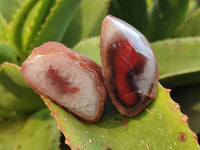 Polished On One Side Red Sashe River Agate Nodules x 24 From Zimbabwe