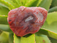 Polished On One Side Red Sashe River Agate Nodules x 24 From Zimbabwe