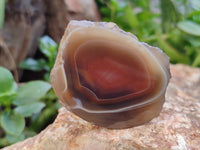 Polished On One Side Red Sashe River Agate Nodules x 24 From Zimbabwe
