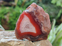 Polished On One Side Red Sashe River Agate Nodules x 24 From Zimbabwe