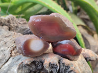 Polished On One Side Red Sashe River Agate Nodules x 24 From Zimbabwe