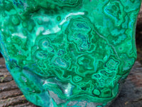 Polished Large Malacolla Standing Free Form x 1 From Kalukundi Mine, Congo