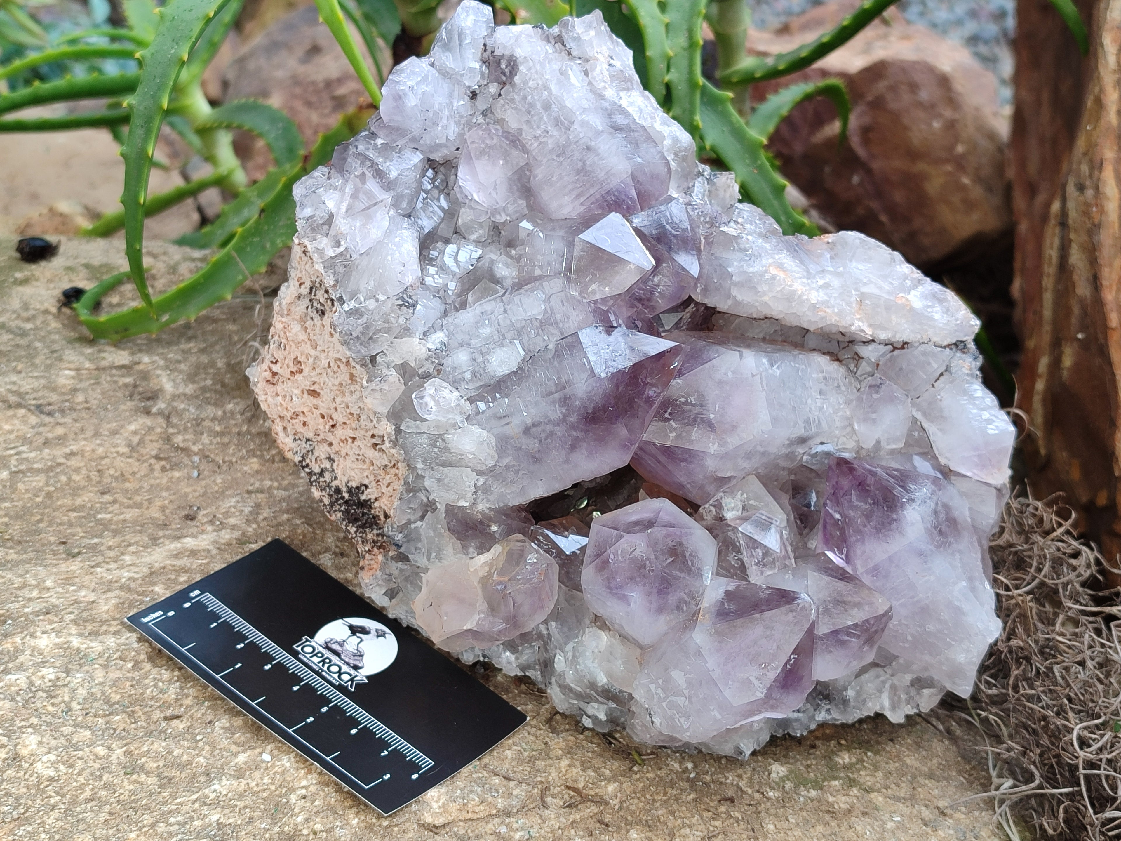 Natural Jacaranda Amethyst Quartz Cluster x 1 From Mumbwa, Zambia - Toprock Gemstones and Minerals 