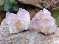 Natural Cactus Flower Sunburst Spirit Amethyst Clusters x 20 From Boekenhouthoek, South Africa