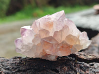 Natural Cactus Flower Sunburst Spirit Amethyst Clusters x 20 From Boekenhouthoek, South Africa